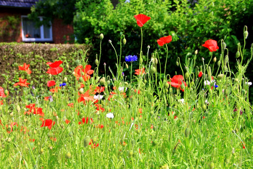 Feldblumensaison, auch auf der Insel F�hr. Aufgenommen am 20.06.2012,