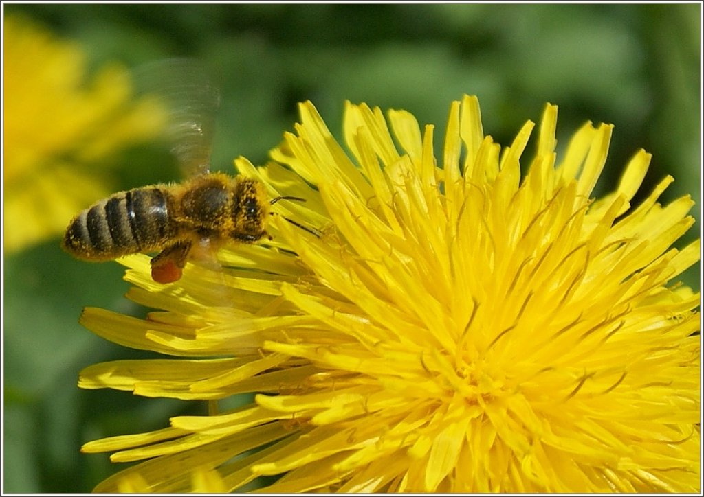 Fleissiges Bienchen
(23.04.2012)