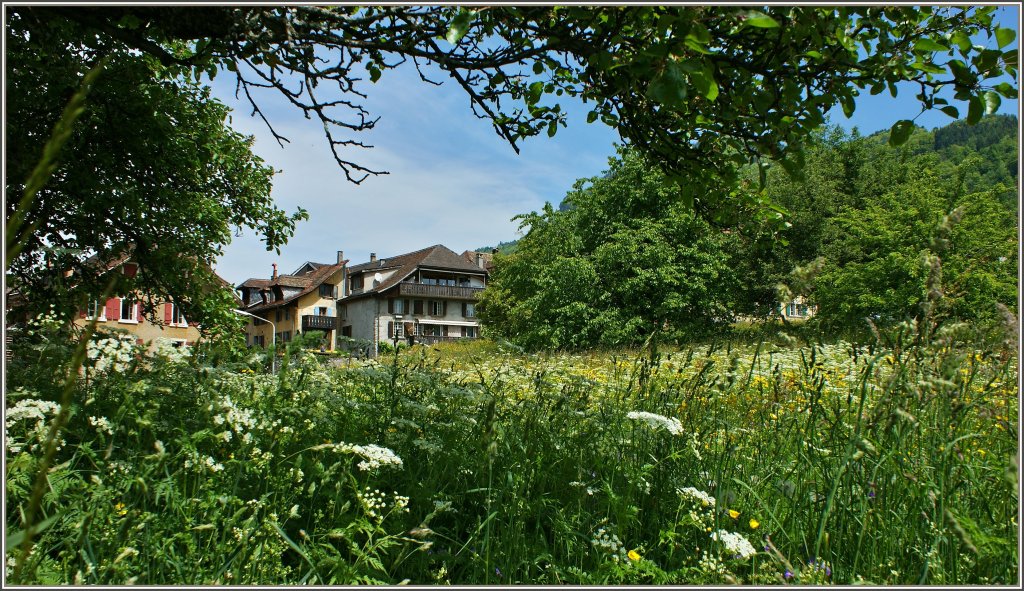 Fr�hlingswiese in Blonay
(20.05.2012)