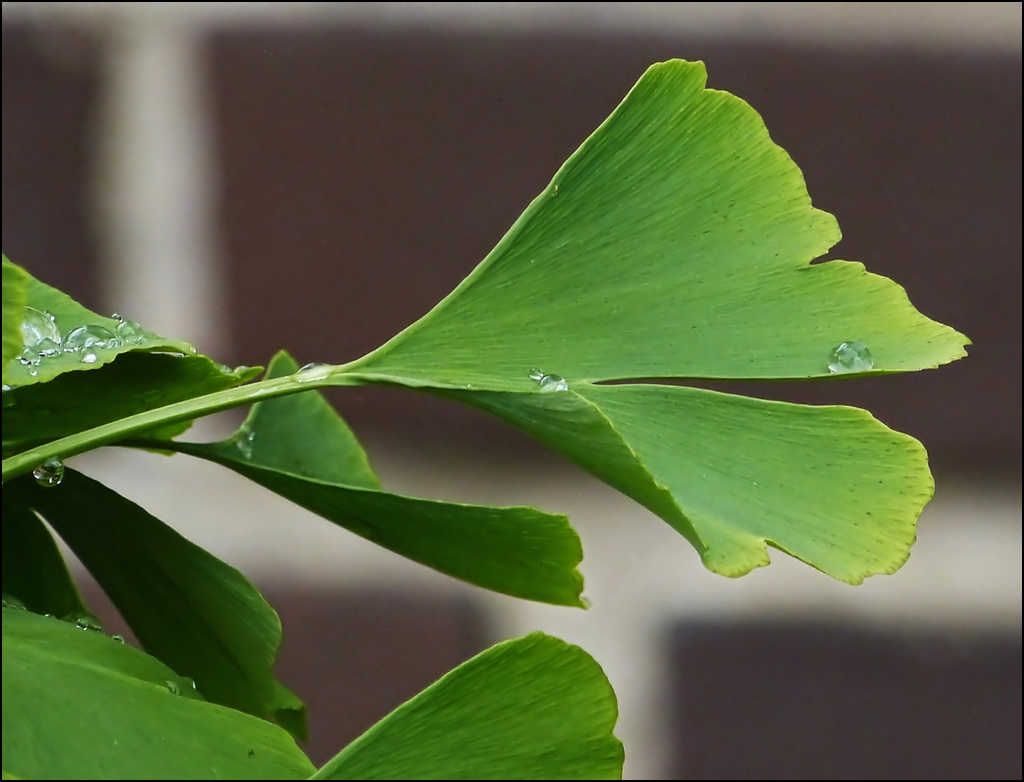 F�r Christine: Ein Ginkgo Blatt als Gl�cksbringer. 28.07.2012 (Jeanny)