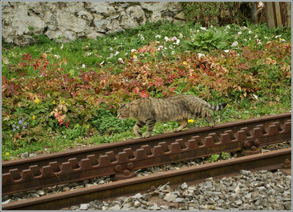 Gef�hrlich gut getarnt ist dieser  Streckenl�ufer . 
Rochers de Naye Bahn, bei Les Planches, den 5. April 2012