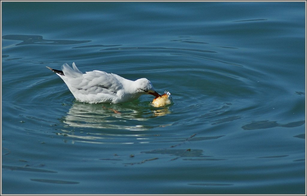 Genussvoll widmet sich diese M�we ihrem Brotst�ck.
(10.08.2012)