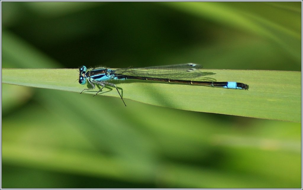 Grosse Pechlibelle
(02.07.2013)