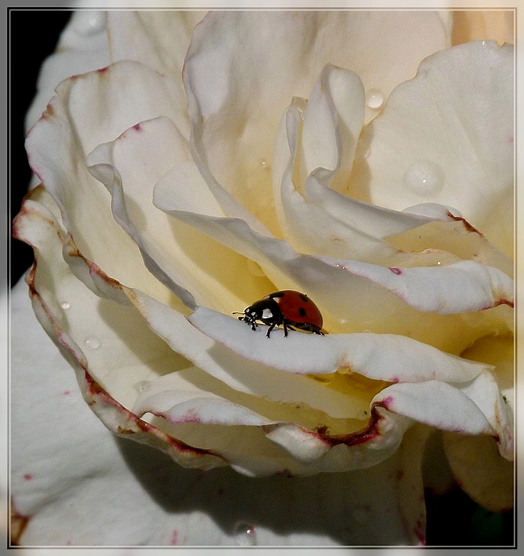 Heute ist endlich die Hilfe beim Bek�mpfen der Blattl�use an den Rosen angekommen. 11.06.2011 (Jeanny)