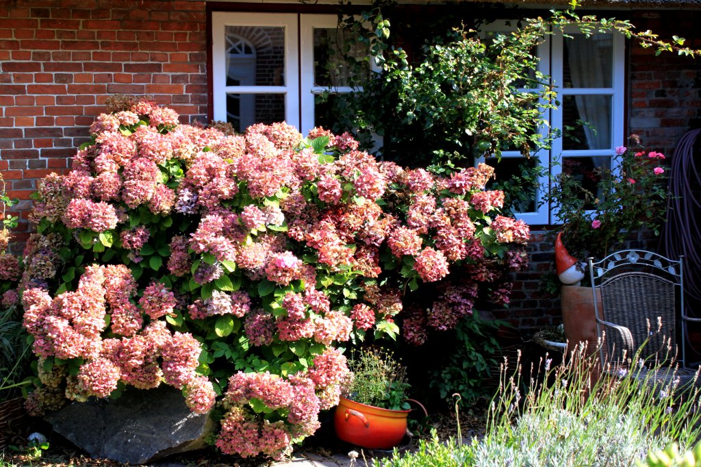 Hortensien an Stelly's H��s in Oldsum auf F�hr, 15.09.2009