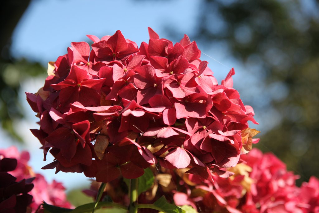 Hortensienbl�te, 01.09.2011