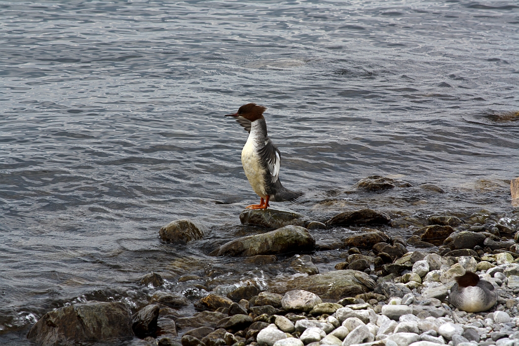 Ich bin der King vom Genfersee........Montreux am 26.02.2012