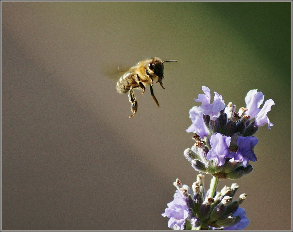 Im Anflug auf's Fr�hst�ck...
(31.07.2012)