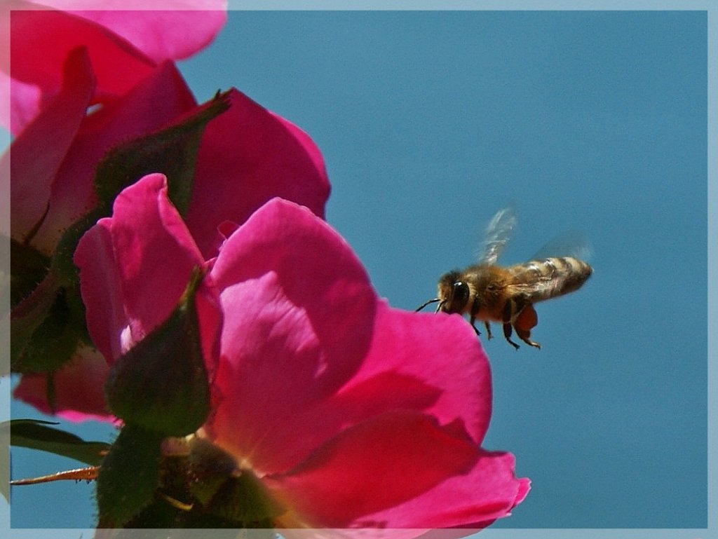 Im Landeanflug...
(14.06.2012)