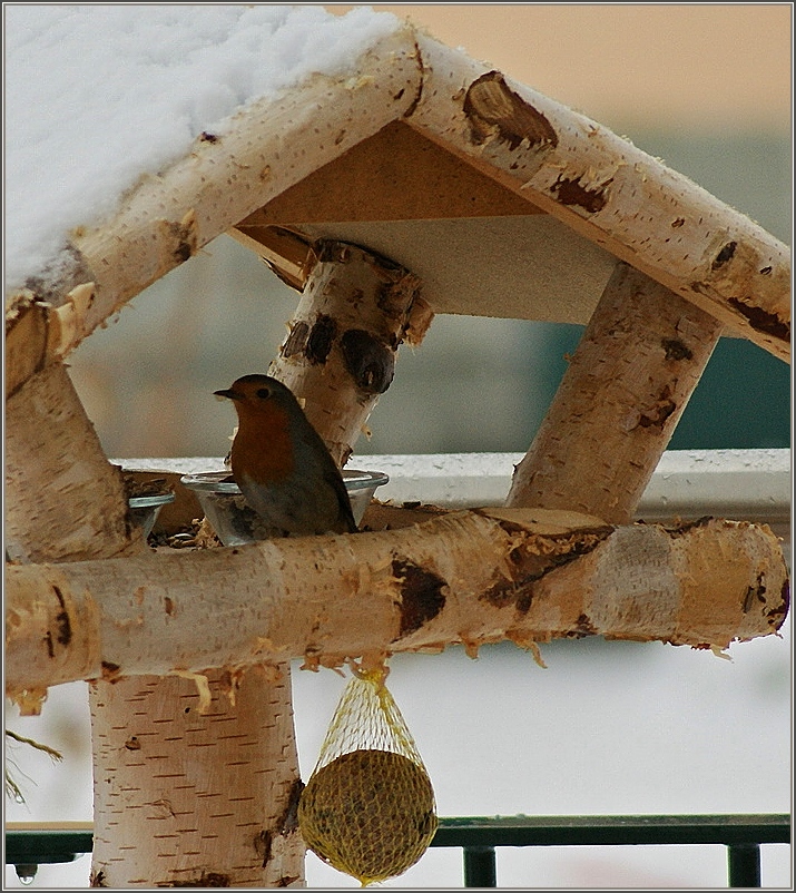 Im schneereichen Januar 2010 freute sich dieses Rotkehlchen �ber das Futter.
(13.01.2010)