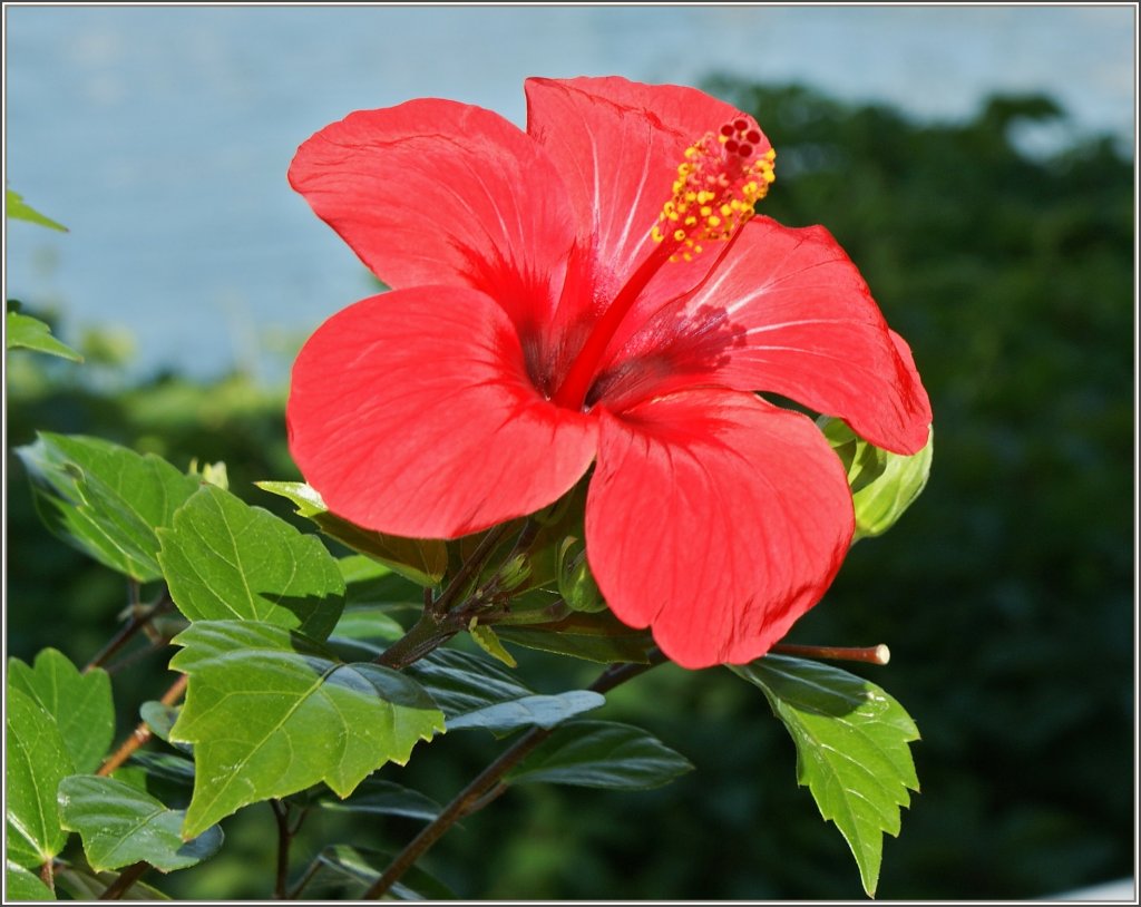 In ganzer Sch�nheit zeigt sich diese Hibiskusbl�te
(05.06.2011) 