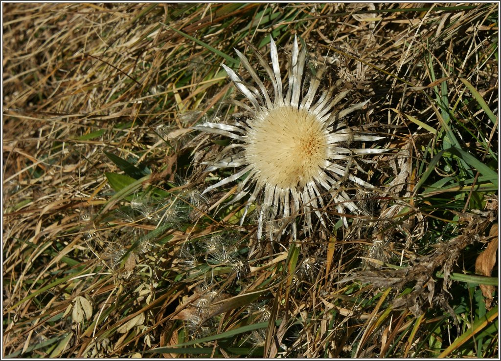 In der Novembersonne erscheint diese Distel in einem besonderen Licht.
20.11.2012