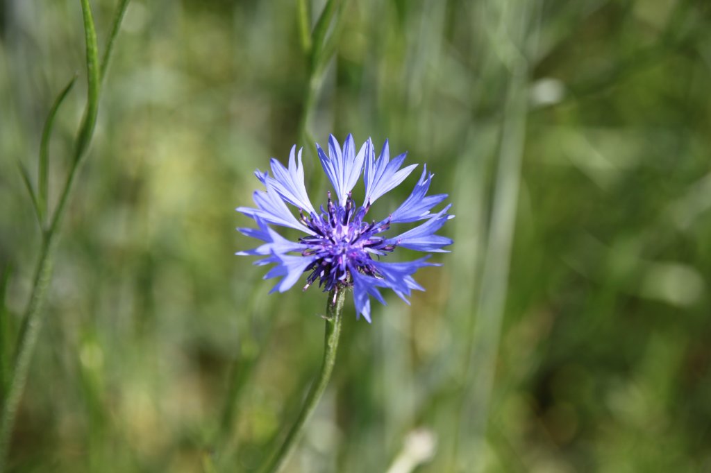 Kornblume, aufgenommen am 02.06.2011 am Kiekeberg (Lkr. Harburg)