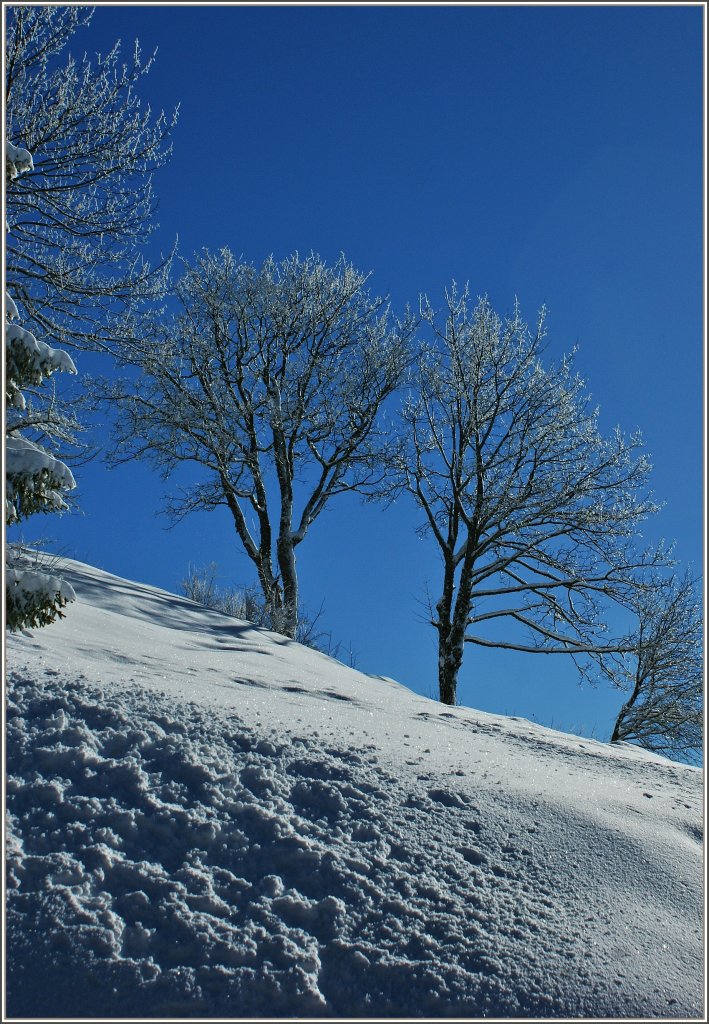 Licht, K�lte und Schnee setzten die B�ume in ein besonderes Licht.
(19.12.2012)