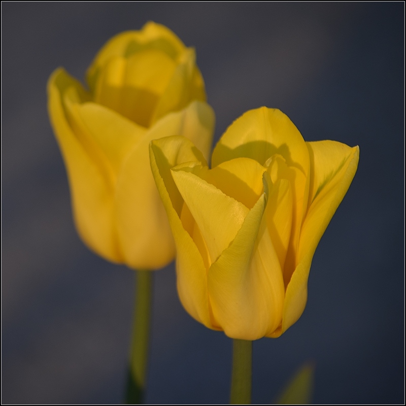 Mal wieder was Kleines im Portfolio... Eigentlich h�tte ich nach Deiner Profil�nderung im April bei BB wohl eher eine Sonnenblume zur Solidarit�tsbekundung hochladen sollen. (Die bl�hen aber noch nicht...)