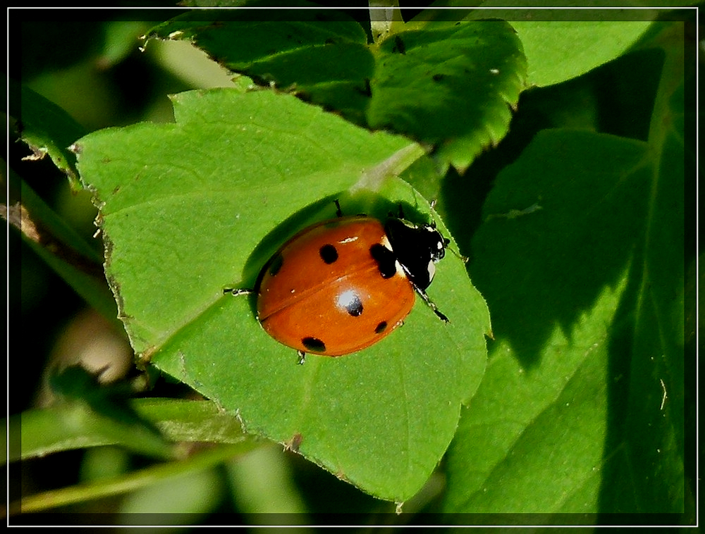 Mit diesem kleinen Gl�cksbringer, w�nschen wir Euch sch�ne Ferien. 01.09.2011 