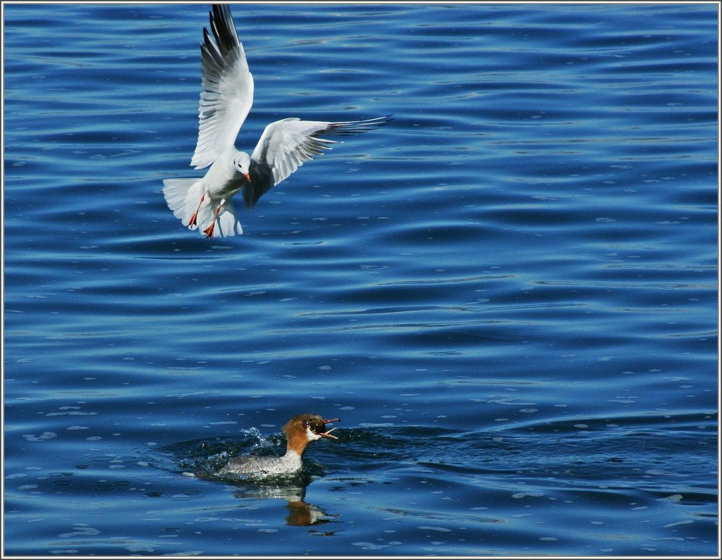 Mit so einem dicken Fisch im Schnabel, bleibt man nicht lange allein.
(28.09.2012)