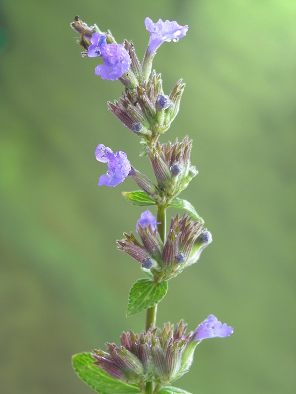 ...Mitte November - ungem�tlich bei leichtem Regen - und diesen kleinen Nachz�gler (ca. 6 cm gro�) - aufgenommen heute an einer B�schung - hier bl�ht er unverzagt vor sich hin  -unfa�bar ..(Werner)