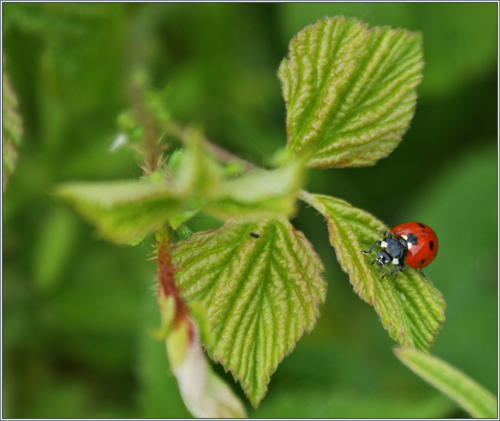 Modelsitzung eines Marienk�fer
(15.06.2013)