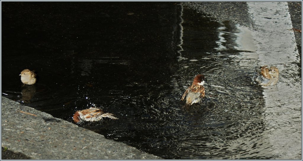 Morgenbad der Spatzen.
(19.03.2013)