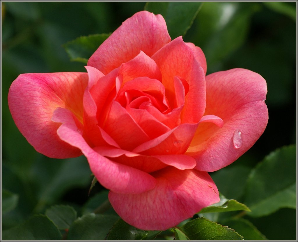 Nach einem Regenguss ziert ein letzter Wassertropfen diese Rose.
(14.06.2011)  