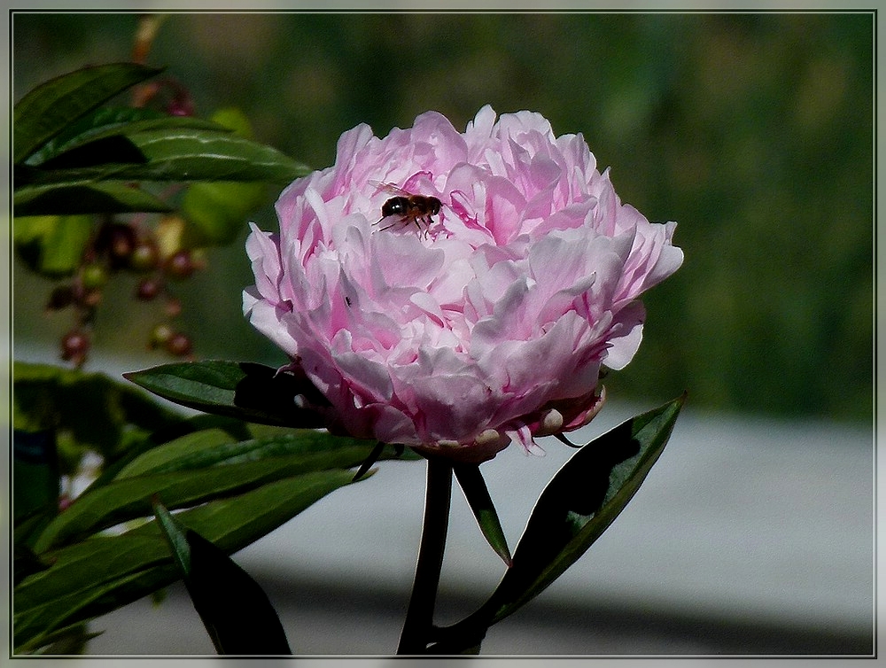 Sch�ne Pfingsten w�nschen Hans und Jeanny. 02.06.2011 (Jeanny)