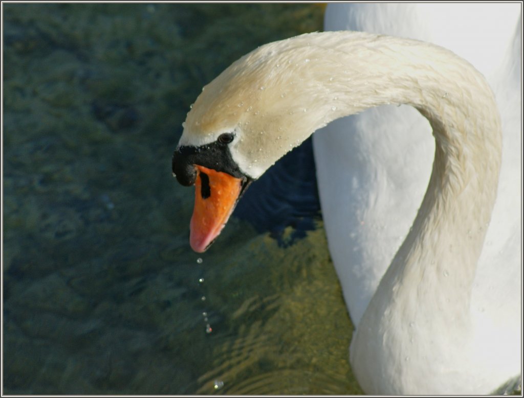 Schwanenkopf Portr�t
(04.03.2012)