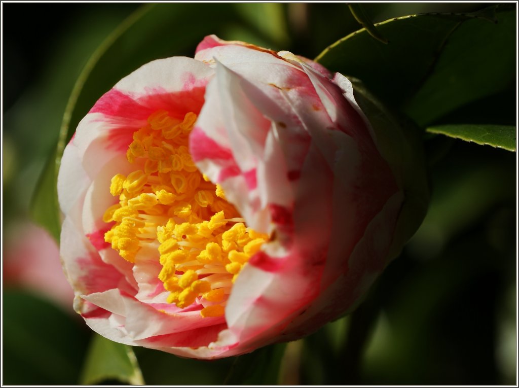 Sie ist die Botschafterin des Fr�hlings, die Kamelienbl�te.
(23.03.2011)