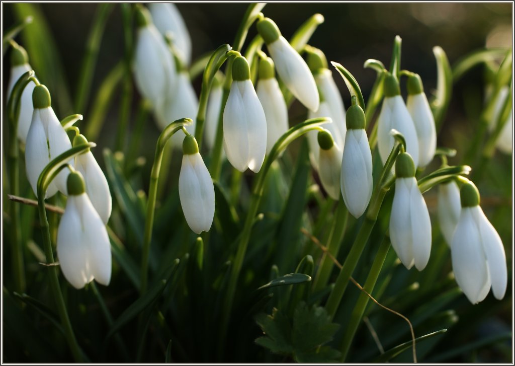 Sie sind schon da: Schneegl�ckchen
(04.03.2011) 