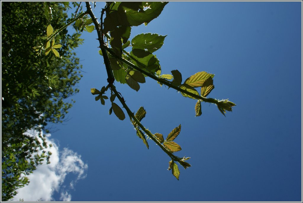 So auf der Wiese, zwischen zwei Z�gen - so sch�n kann  Bahnfotografie  sein...
bei Stalden, den 22. Juli 2012