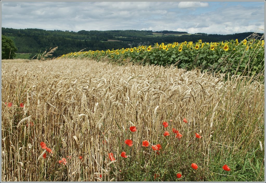 Sommer (bei Lucens, den 12. Juli 2012)