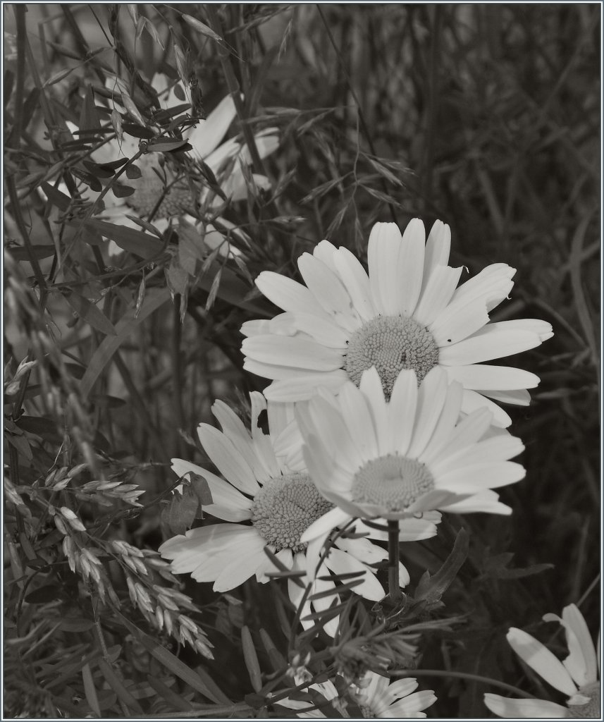 Sommerblumen anders gesehen.
(15.06.2013)