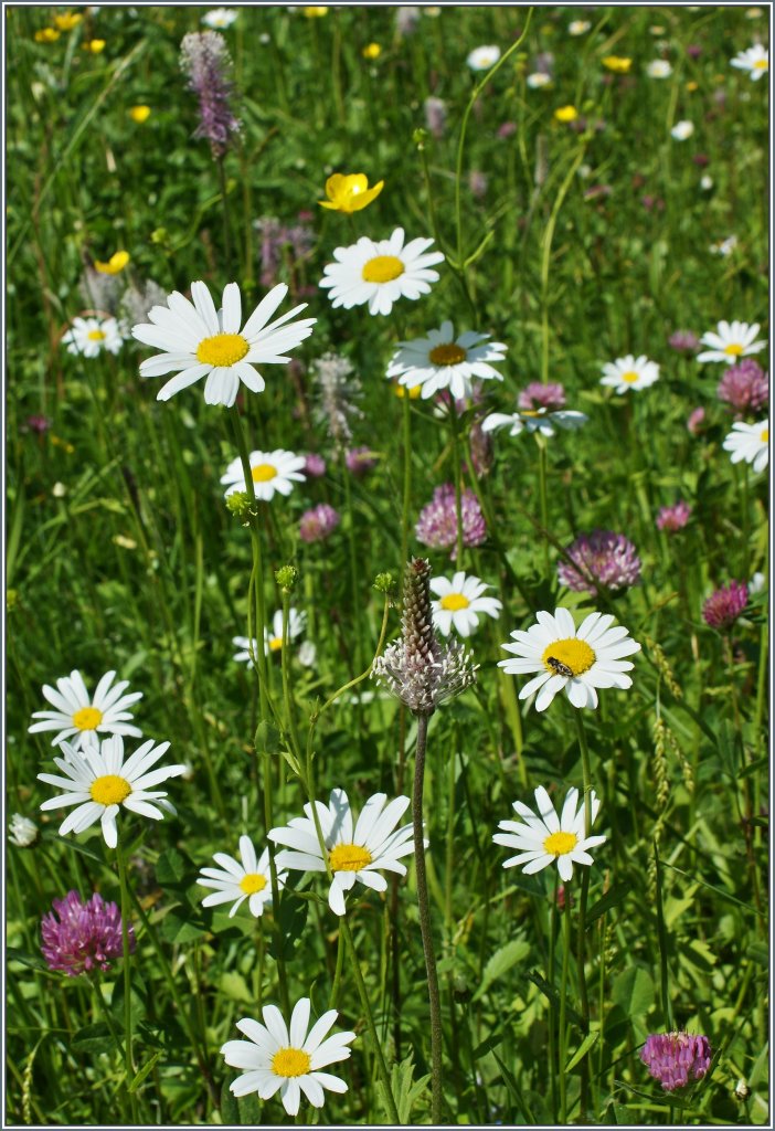 Sommerwiese.
(07.06.2013)