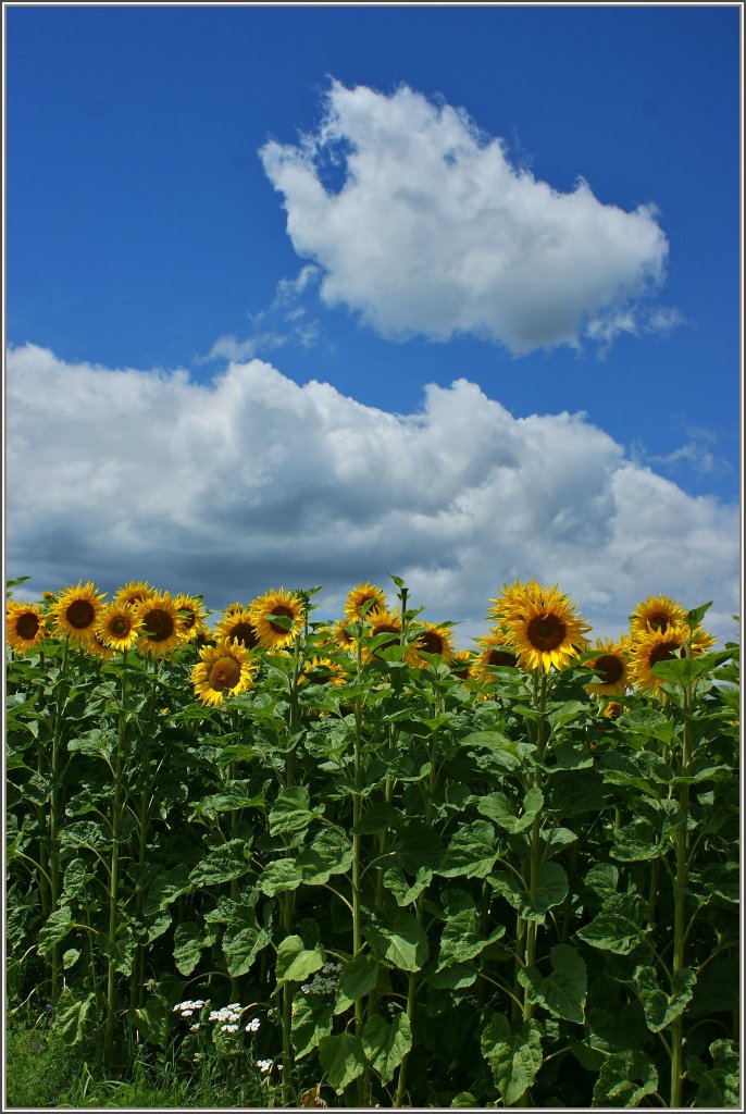 Sonnenblumen an einem sonnigen Tag.
(12.07.2012)