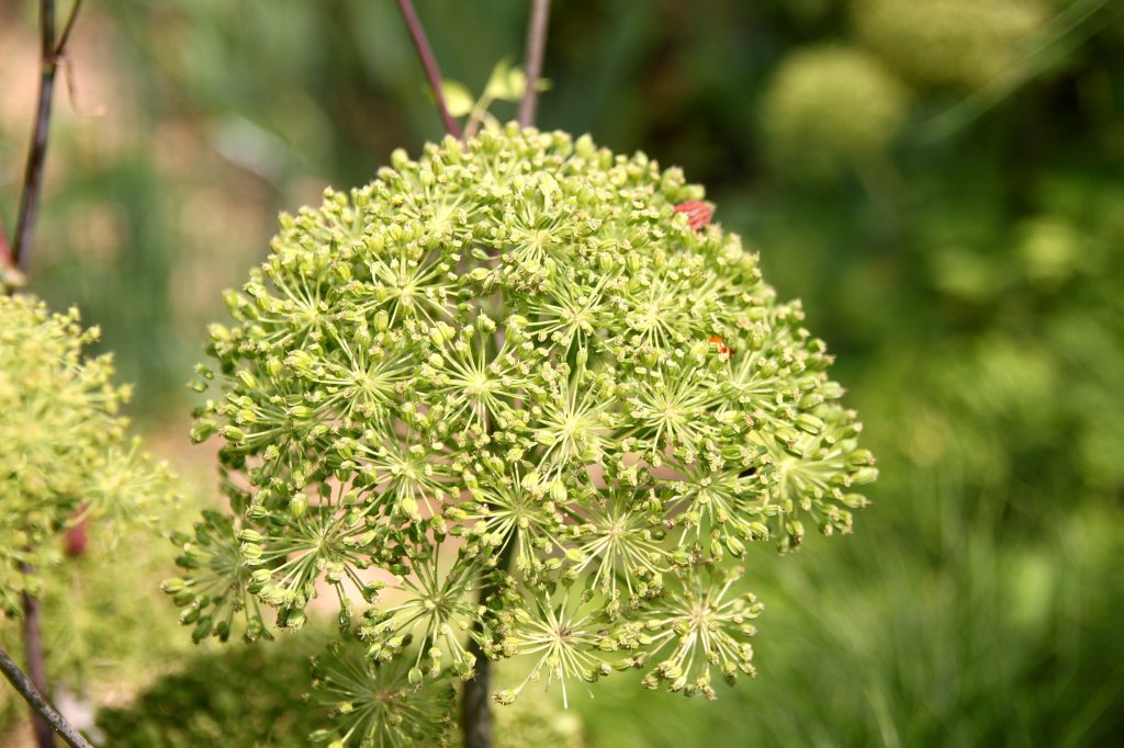 Tja, der Botanische Garten in Hamburg h�lt so manche sch�ne Unbekannte bereit. Aufgenommen am 02.06.2011