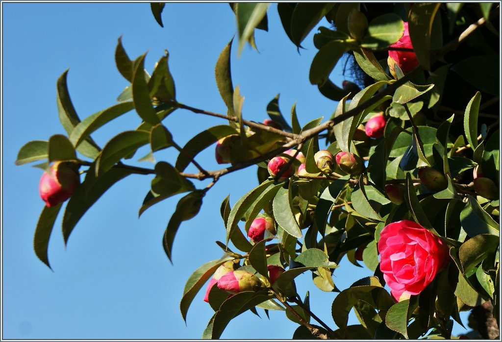 Trotz der K�lte begannen die Kamelien in Locarno ihre Bl�te.
(19.03.2013)