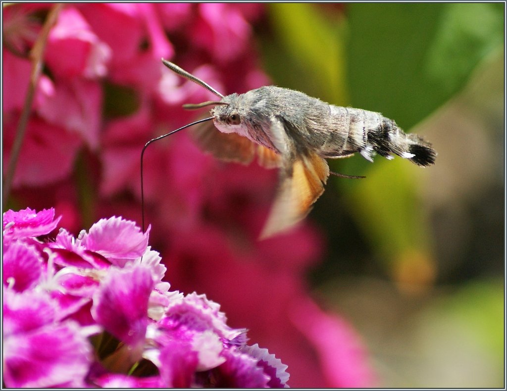 Und es wird doch langsam Sommer: Ein Taubenschw�nzchen in Nachbars Garten.
(30.06.2013)