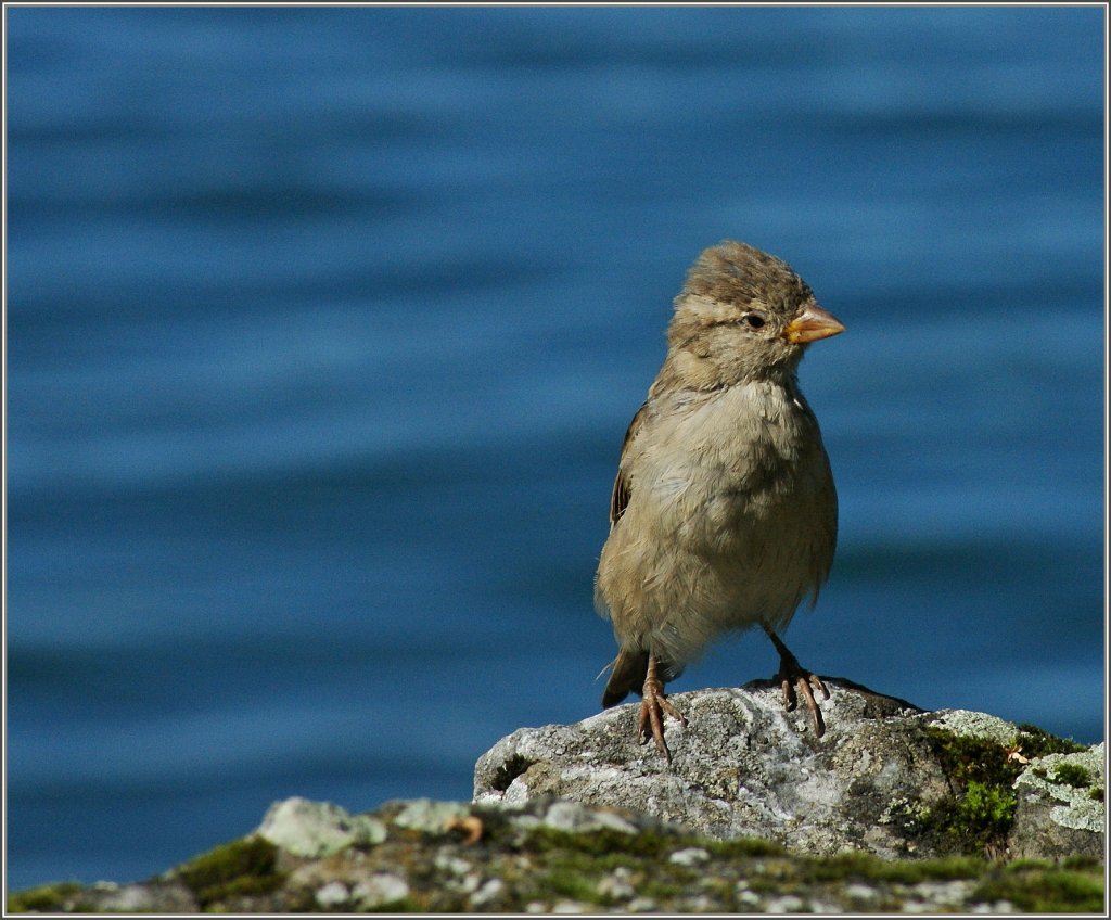 ...und wohin flieg ich jetzt?, scheint sich dieser kleine Spatz zu fragen nachdem er sich von mir hat fotografieren lassen.
(28.09.2012)