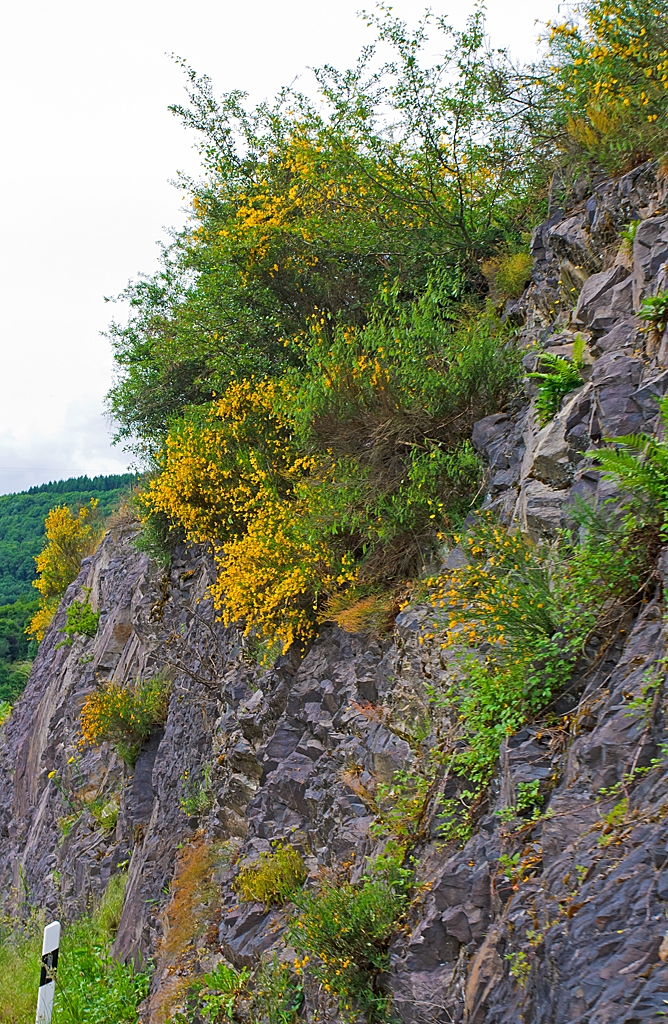 Unser Busfahrer gibt reichlich Gas, so bleibt mir nur schell im fahren abzudr�cken....
Mit Ginster, Farn und sonstigem Gestr�uch bewachsener Fels vor der Ortseinfahrt Kautenbach (Kautebaach) am 15.06.2013.
