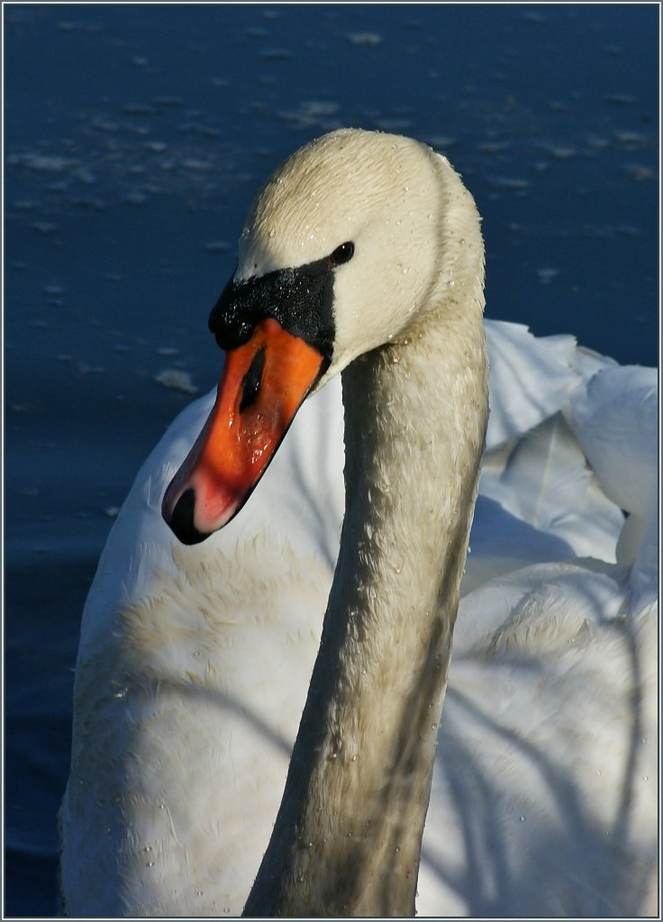 Unter Beobachtung: Dieser Schwan liess mich nicht aus den Augen.
(17.02.2013)
