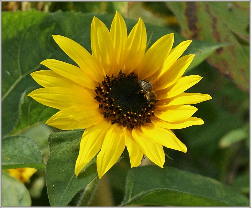 W�hrend die Sonnenblume die Sonne geniesst, erh�lt sie Besuch von einer Biene.
(06.08.2011)