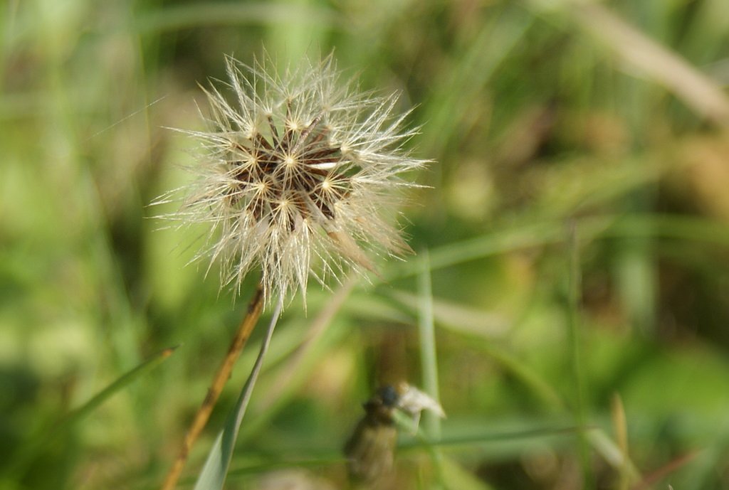 Wandelbare Natur:Erst L�wenzahn, dann Sternenblume
(Oktober 2009)
