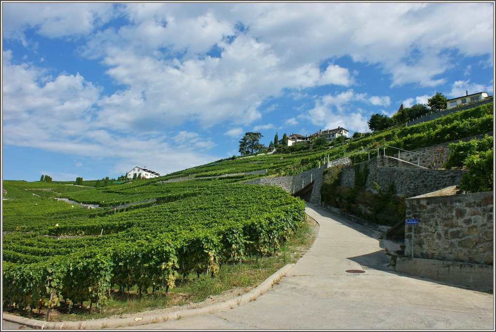 Weinberge im Lavaux
(29.08.2012)