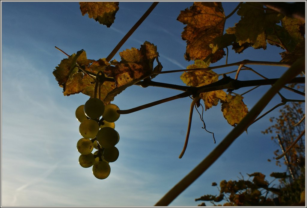 Weintrauben in der Sonne gereift...
(29.10.2012)