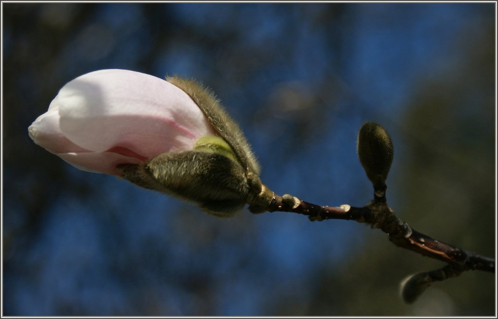 Wenn die Mangolien bl�hen ist der Fr�hling da!
(21.03.2012)