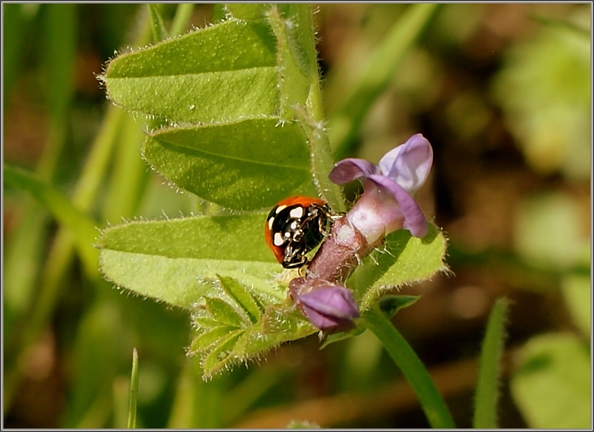 Wer st�rt denn da?,scheint dieser Marienk�fer ver�rgert zu fragen.
Von vorne vermittelt er nicht die den Marienk�fer sonst so freundliche Ansicht.
(10.04.2011)