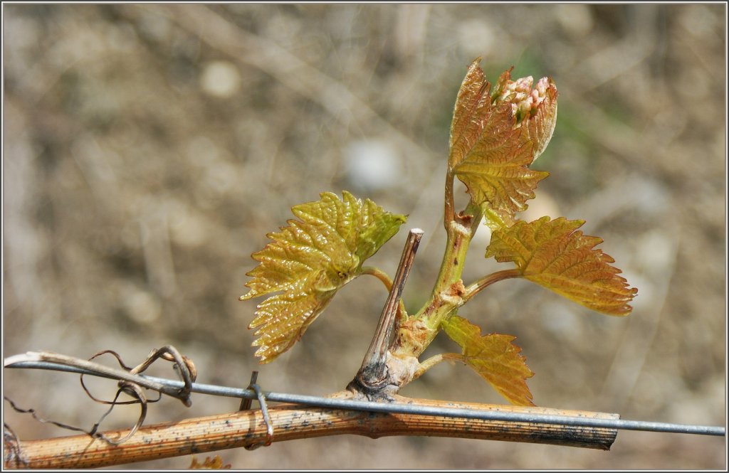 Zaghaft beginnt eine neue Rebe zu wachsen.
(23.04.2012)