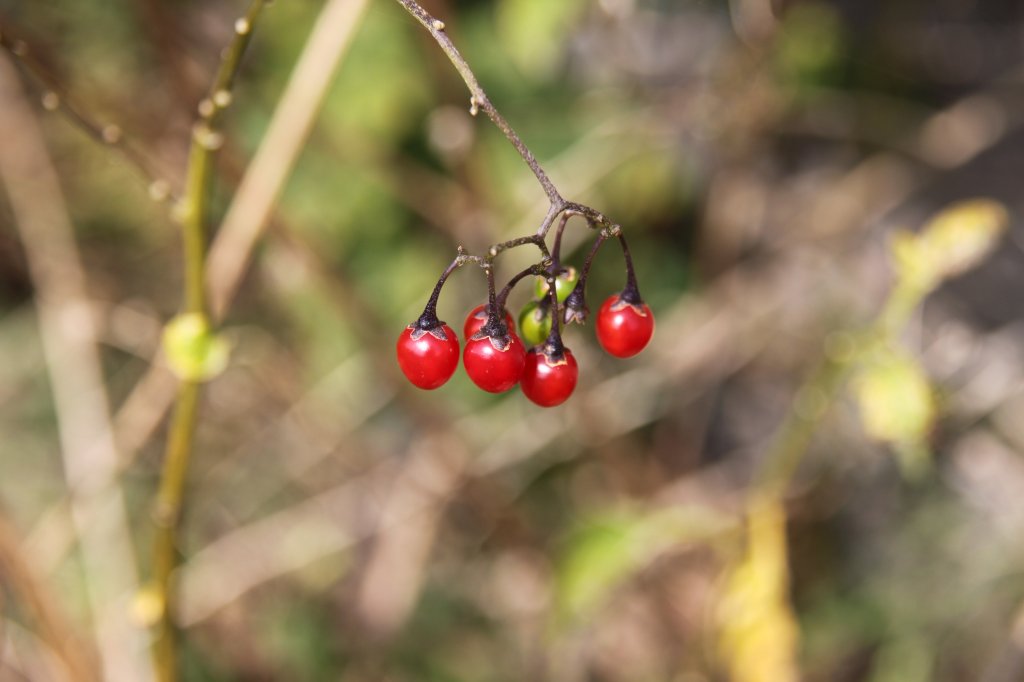 Zeit der Beeren auf der Insel F�hr am 03.09.2011