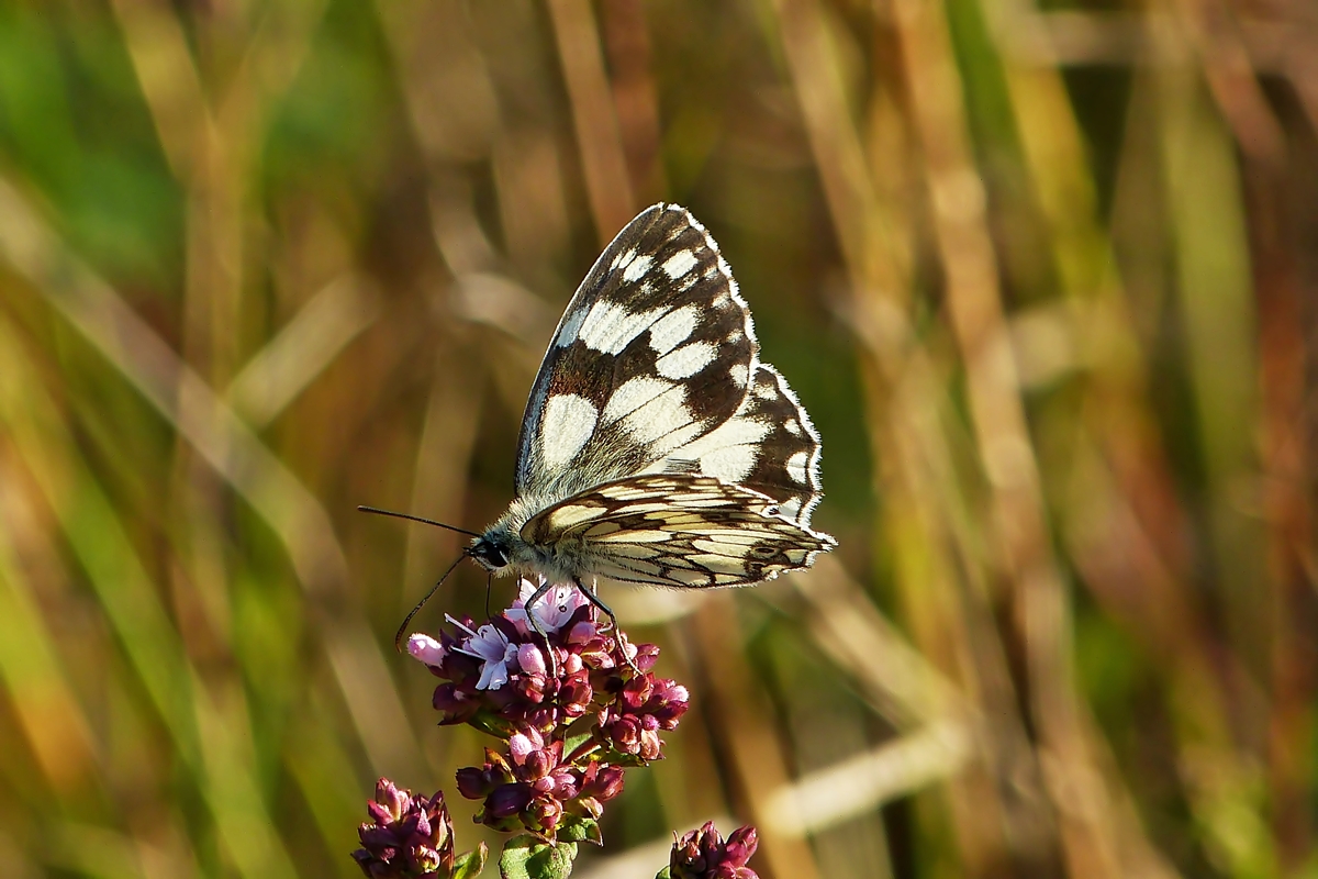 . Abendlicher Balanceakt eines Schachbretts. 03.07.2014 (Jeanny)