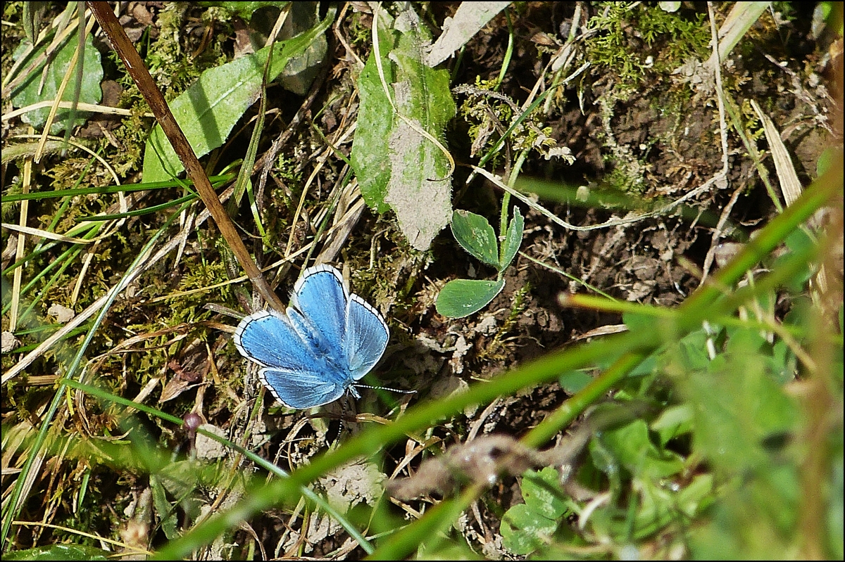 . Am Rande des Bahnbildertreffens - Ein Hauhechel-Bl�uling versteckt sich im Gras. 28.09.2013 (Jeanny)